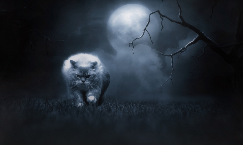 ночной кот